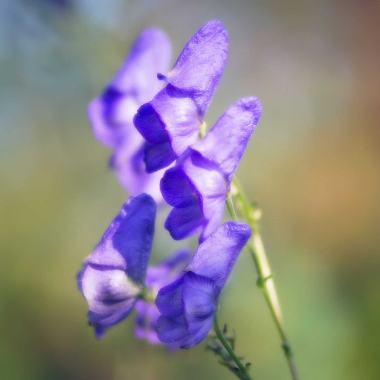 Aconit Casque de Jupiter - Aconitum napellus - Willemse