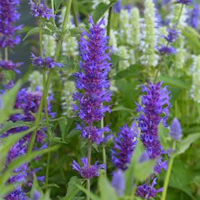 Agastache Blue Boa - Willemse