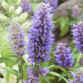 Agastache Blue Boa - Agastache Blue Boa - Willemse