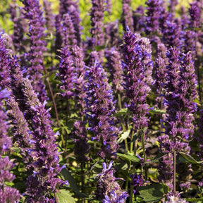 Agastache - Agastache Blue Boa - Agastache Blue Boa