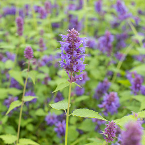 Agastache Blue Boa - Agastache Blue Boa - Agastache