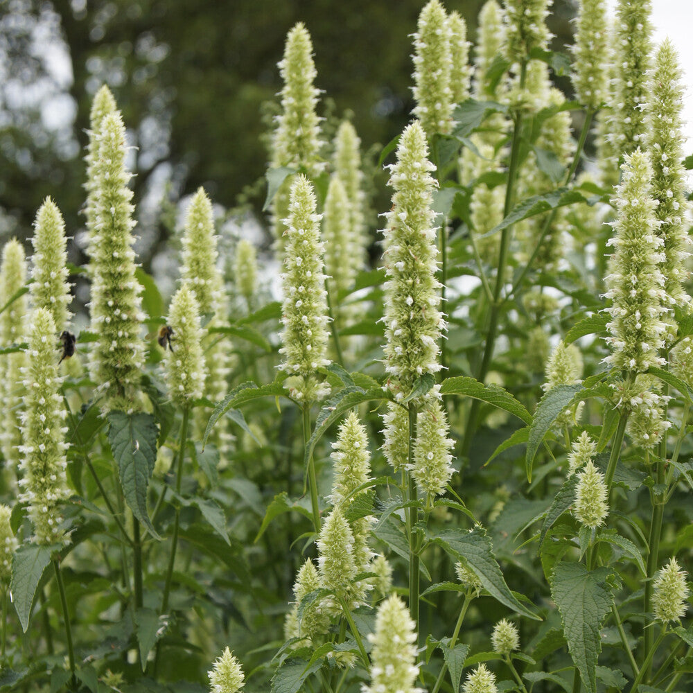 Agastache - 3 Agastaches rugosa Alabaster - Agastache rugosa Alabaster