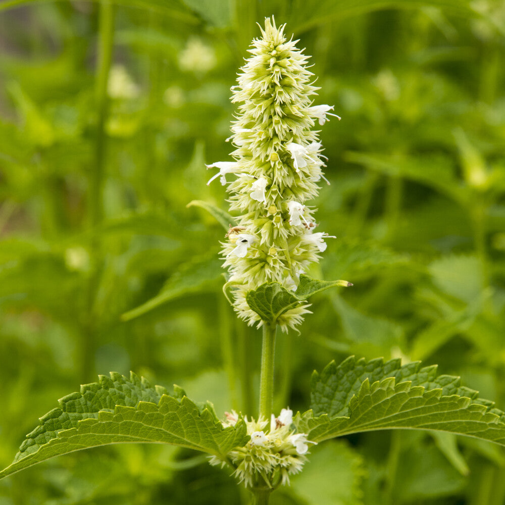 Agastache rugosa Alabaster - 3 Agastaches rugosa Alabaster - Agastache