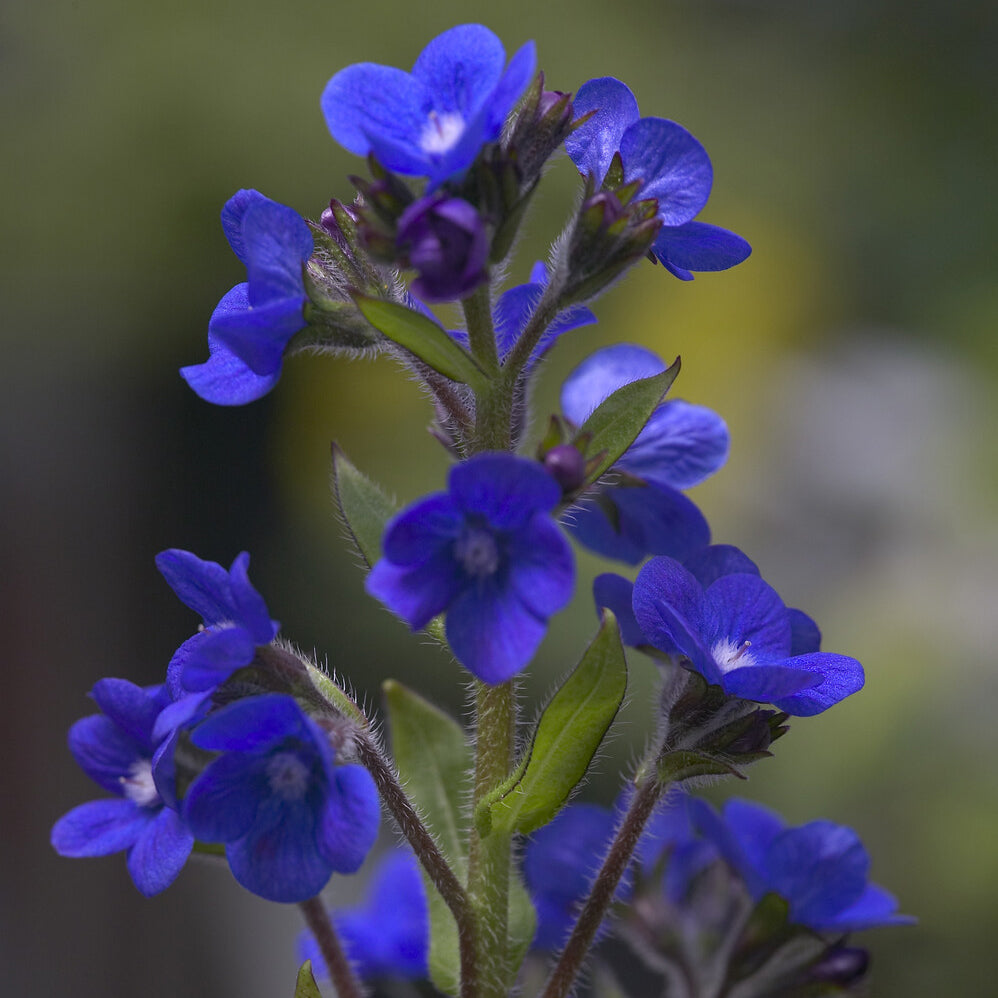 Buglosse Loddon Royalist - Anchusa azurea Loddon Royalist - Willemse