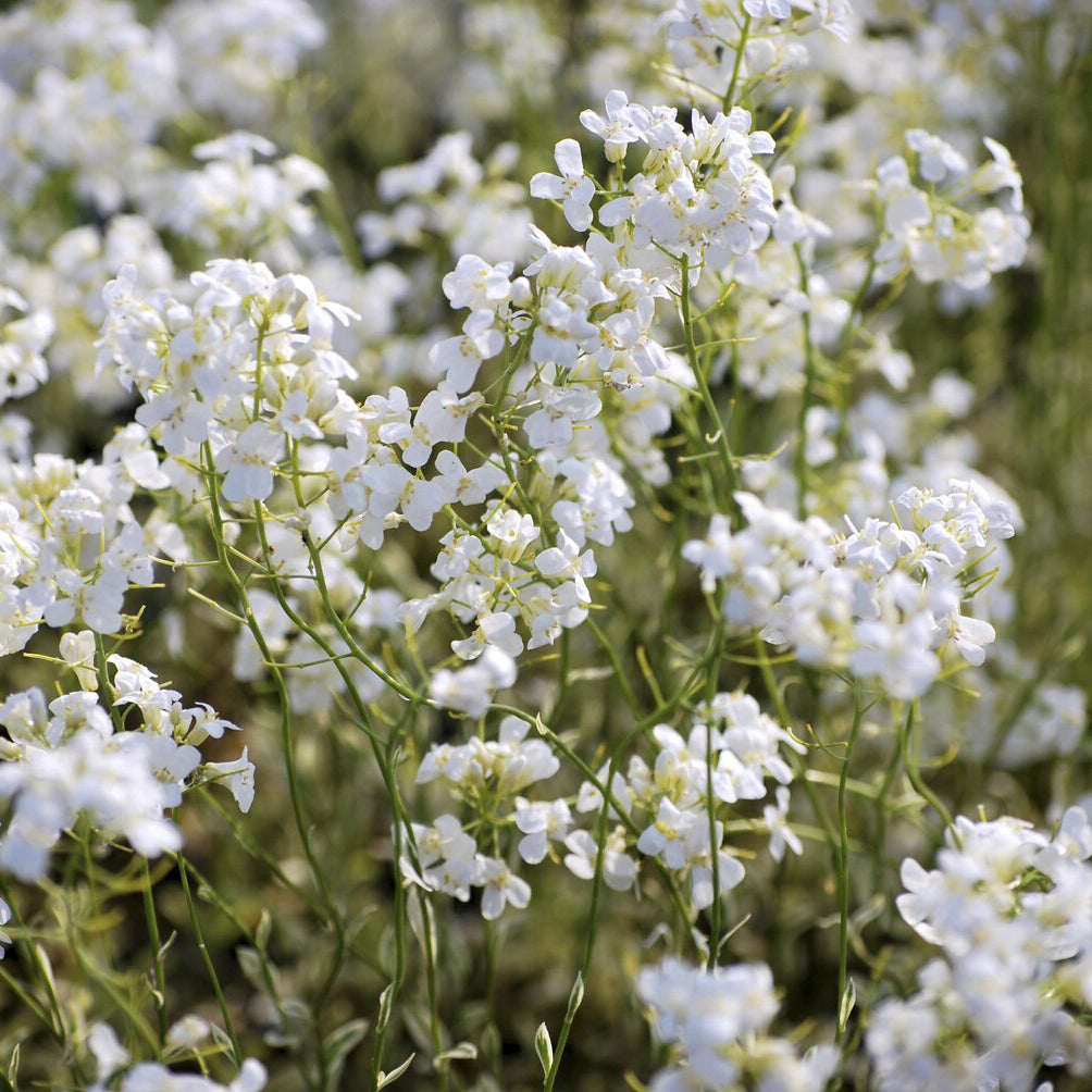 Arabis ferdinandi-coburgii Old Gold - Arabette rampante Old Gold - Fleurs vivaces