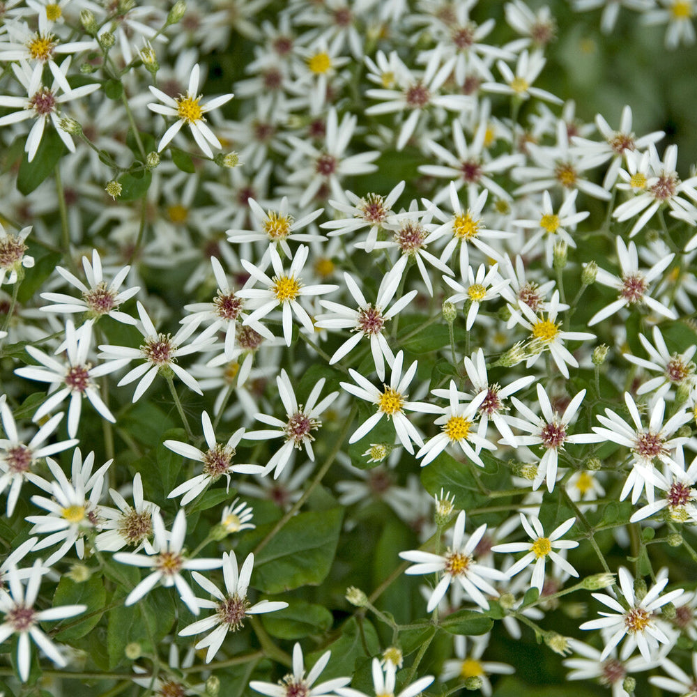 3 Astères divariqués