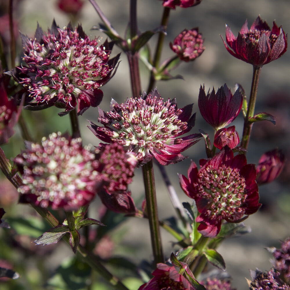 Astrance - Grande astrance Moulin Rouge - Astrantia major Moulin Rouge