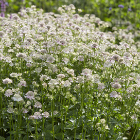 Astrantia major Florence - Grande astrance Florence - Astrance