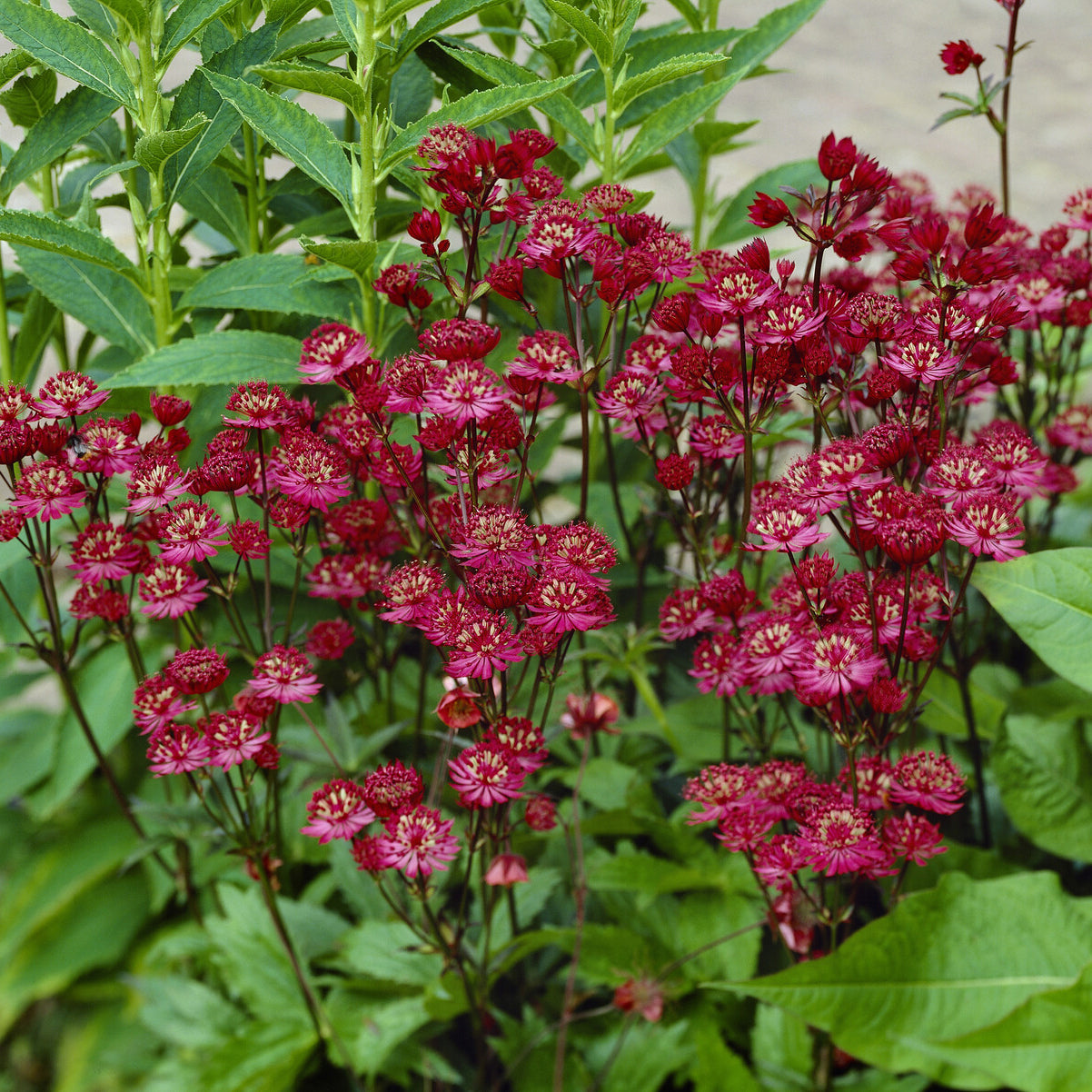 Astrantia major Ruby Wedding - Grande astrance Ruby Wedding - Astrance