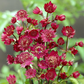 Grande astrance Ruby Wedding - Astrantia major Ruby Wedding - Willemse