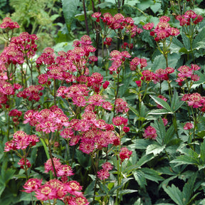 Astrance - Grande astrance Ruby Wedding - Astrantia major Ruby Wedding