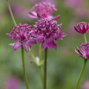 Grande astrance Venice - Astrantia major Venice - Willemse