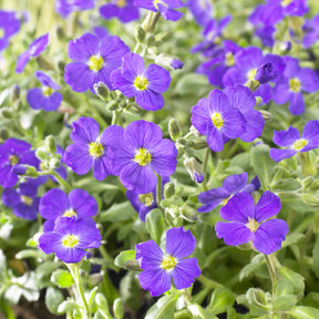 3 Aubriètes Cascade Blue - Aubrieta Cascade Blue - Willemse