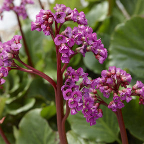 Bergénia - 3 Bergénias à feuilles cordées - Bergenia cordifolia