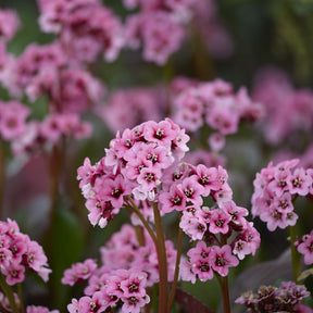 3 Bergénias à feuilles cordées - Bergenia cordifolia - Willemse