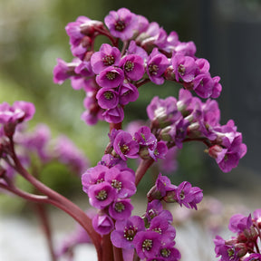 Bergenia cordifolia - 3 Bergénias à feuilles cordées - Bergénia