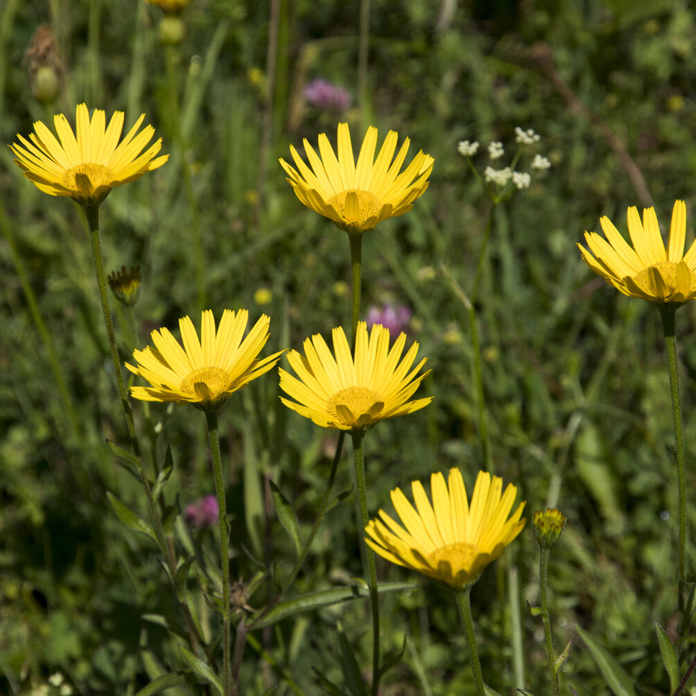 Fleurs vivaces - 3 Œils de bœuf jaunes - Buphthalmum salicifolium