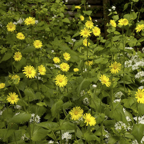 Buphthalmum salicifolium - 3 Œils de bœuf jaunes - Fleurs vivaces