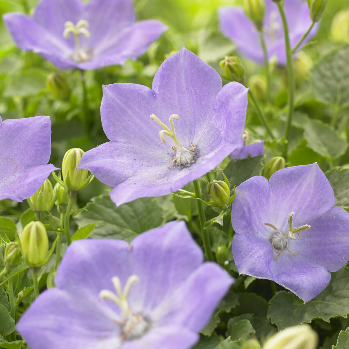 Campanule des Carpates Blaue Clips - Campanula carpatica Blaue Clips - Willemse