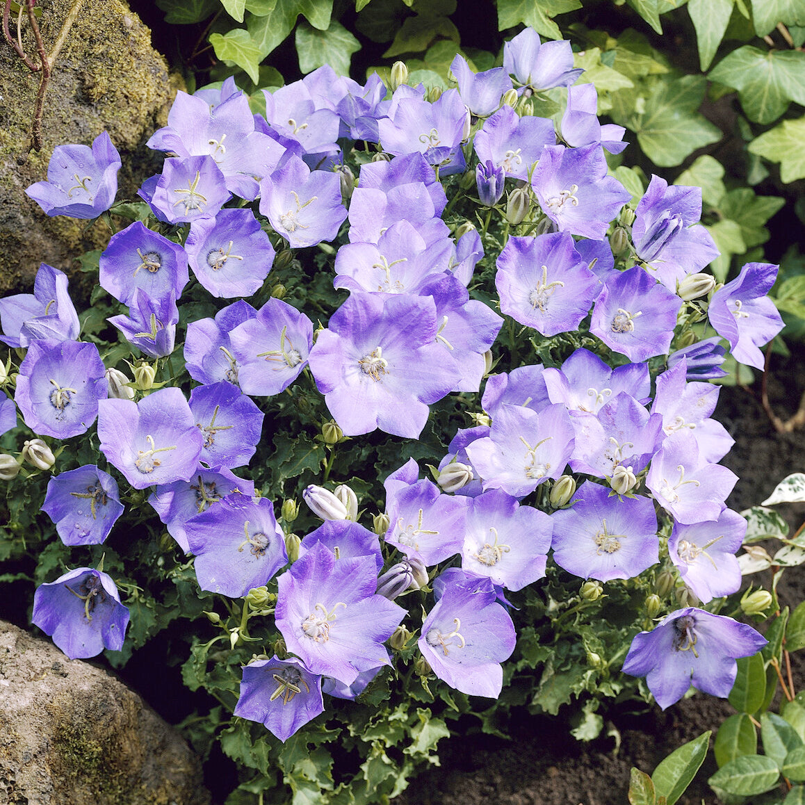 Campanule des Carpates Blaue Clips - Willemse