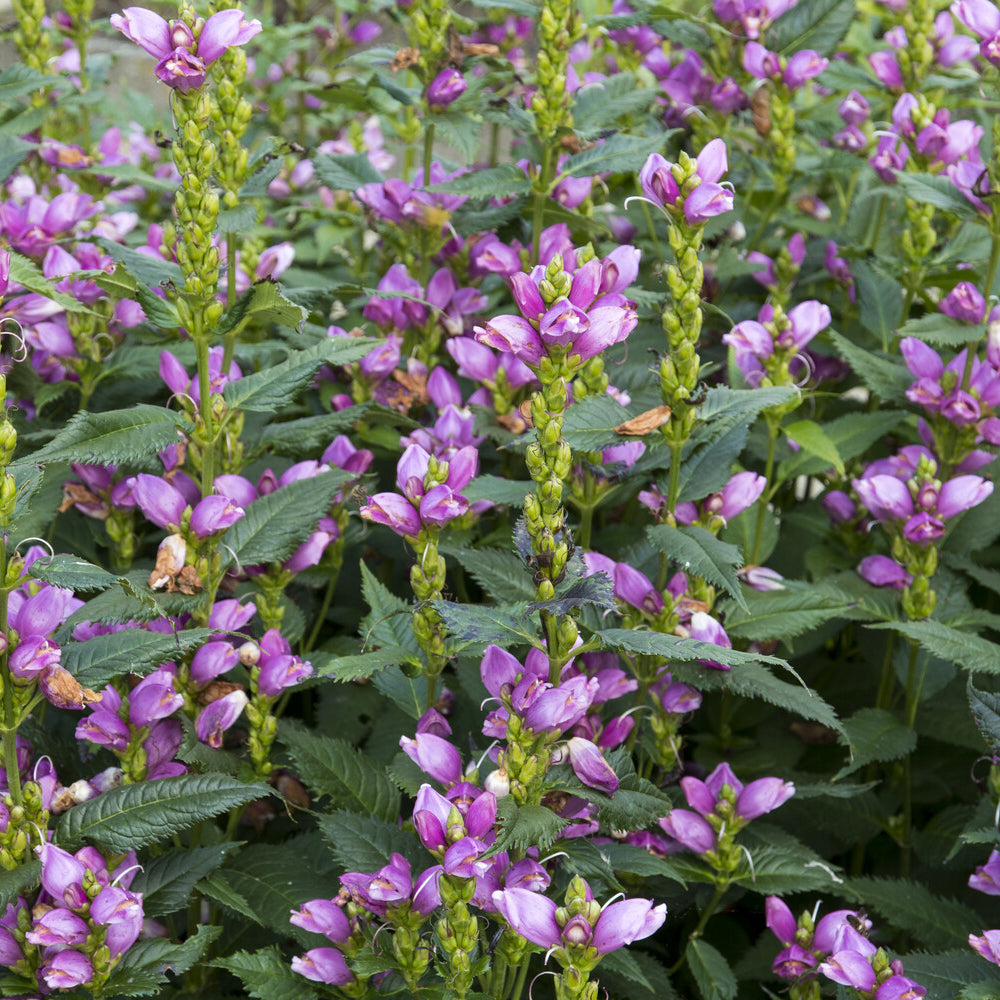 Vente 3 Galanes obliques Alba - Chelone obliqua