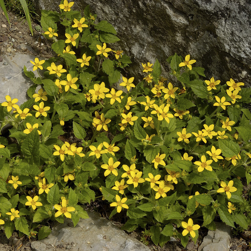 Chrysogonum virginianum - Genou doré - Fleurs vivaces