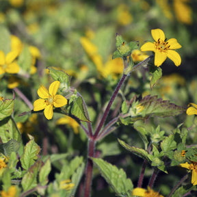 Fleurs vivaces - Genou doré - Chrysogonum virginianum