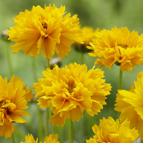 3 Coreopsis à grandes fleurs Early Sunrise - Willemse