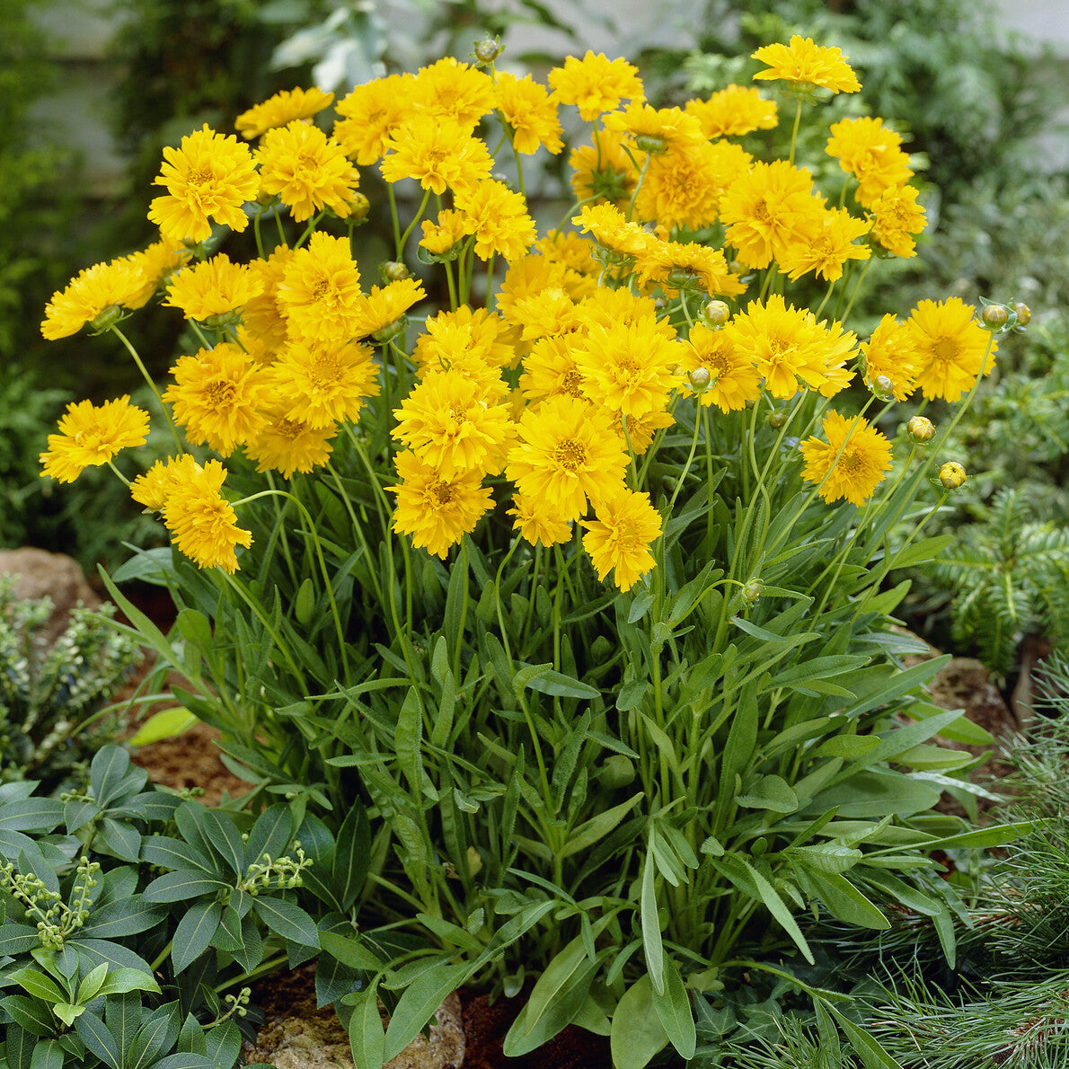 3 Coreopsis à grandes fleurs Early Sunrise - Coreopsis grandiflora Early Sunrise - Willemse