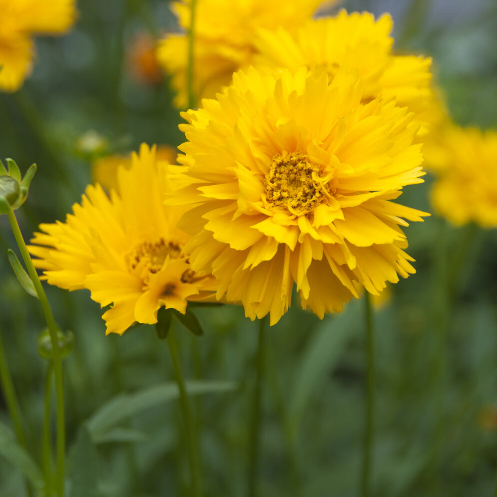 Coreopsis grandiflora Early Sunrise - 3 Coreopsis à grandes fleurs Early Sunrise - Coréopsis - Coreopsis