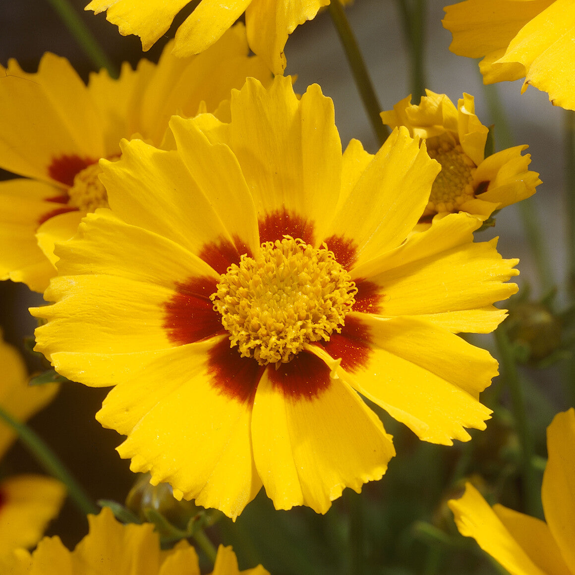 3 Coréopsis lancéolée Sterntaler - Coreopsis lanceolata Sterntaler - Willemse