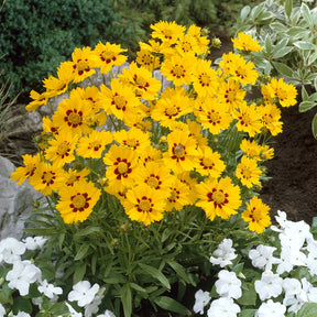 Coreopsis lanceolata Sterntaler - 3 Coréopsis lancéolée Sterntaler - Coréopsis - Coreopsis