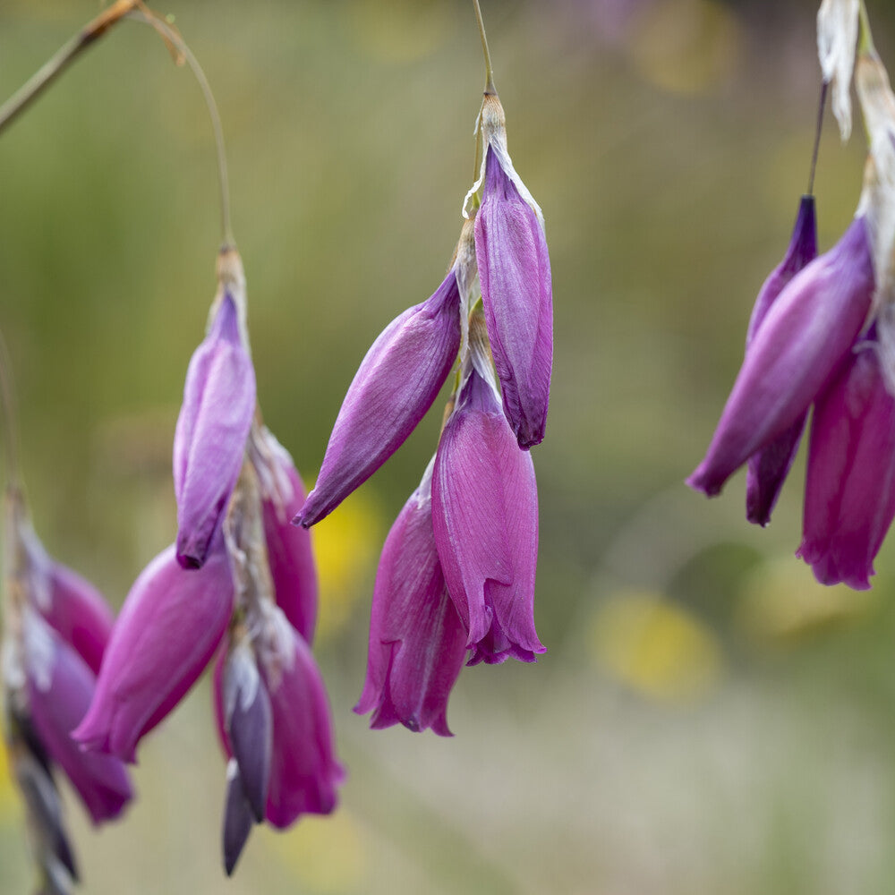 Fleurs vivaces - Canne à pêche des anges magnifique - Dierama pulcherrimum