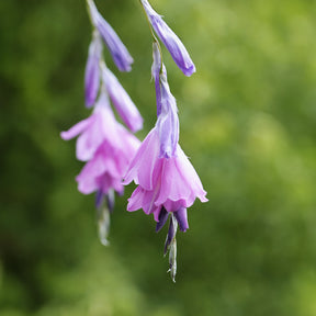 Canne à pêche des anges magnifique - Dierama pulcherrimum - Willemse