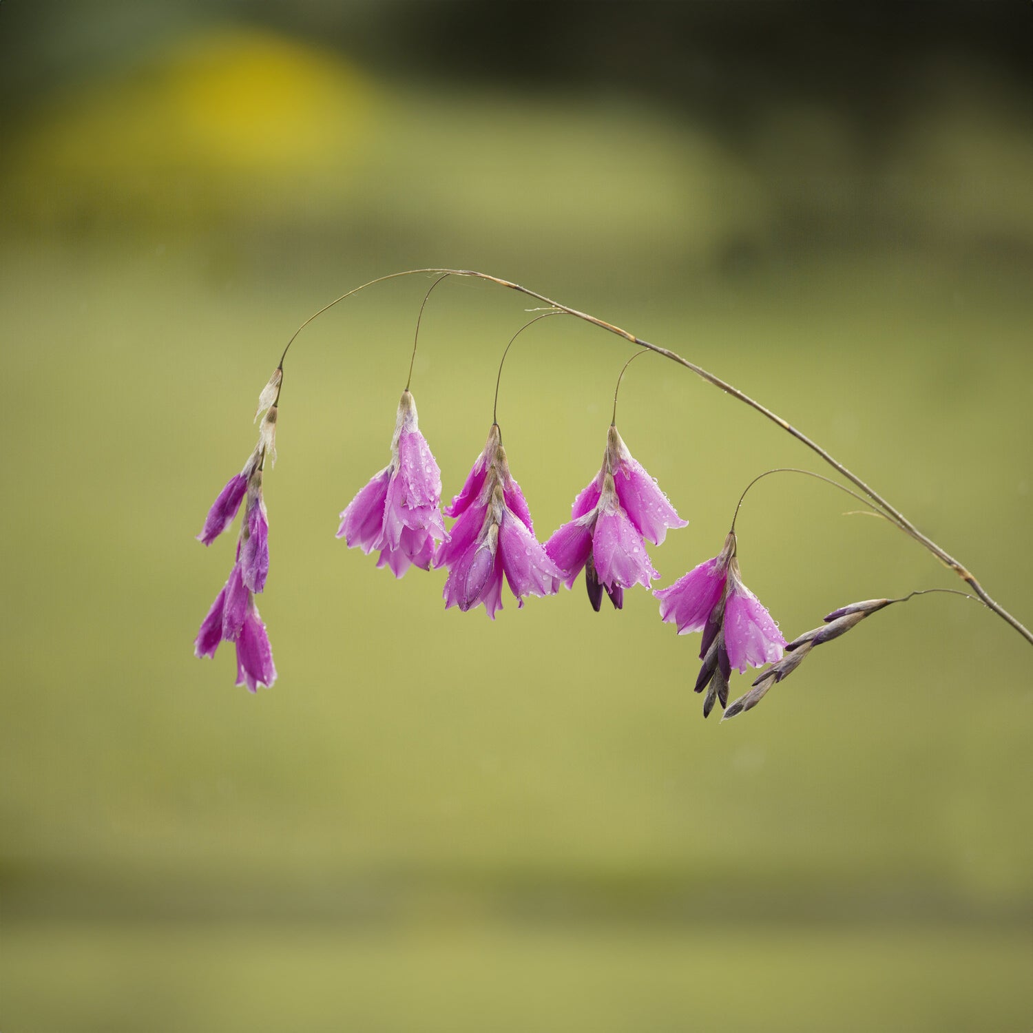 Dierama pulcherrimum - Canne à pêche des anges magnifique - Fleurs vivaces