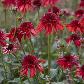 Rudbeckia - Rudbeckia pourpre Eccentric - Echinacea - Echinacea purpurea Eccentric