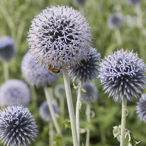 Boule azurée - Boule azurée Veitchs Blue - Chardon boule - Echinops ritro Veitch's Blue