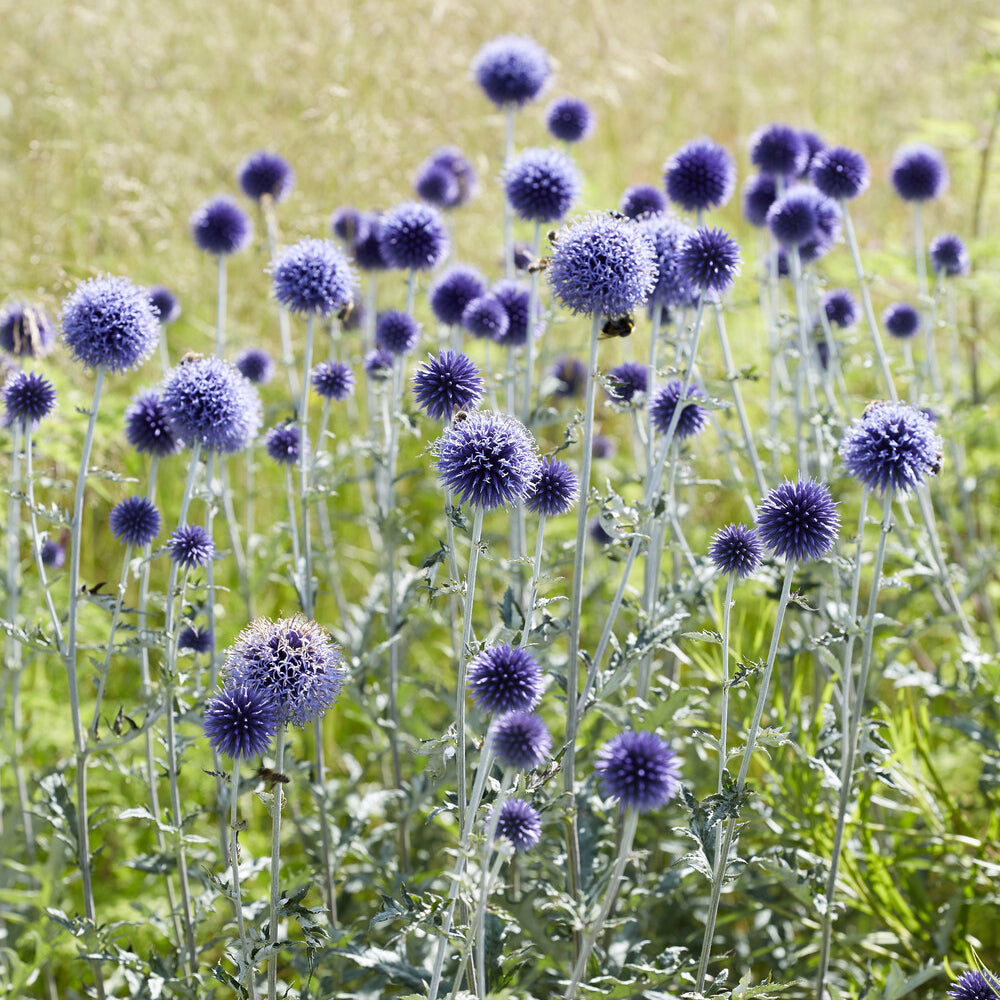 Echinops ritro Veitch's Blue - Boule azurée Veitchs Blue - Chardon boule - Boule azurée