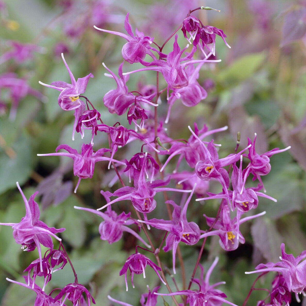 Fleurs des elfes à grandes fleurs Lilafee