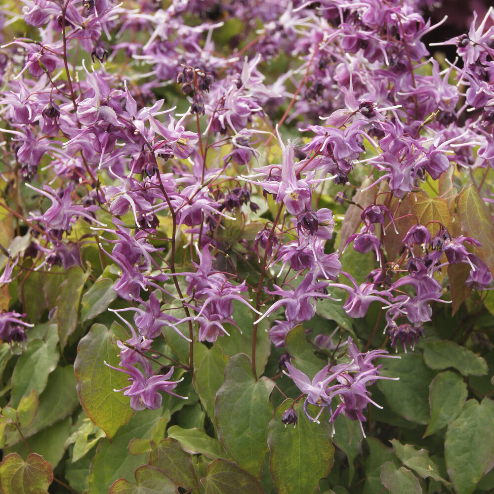 Épimède - Epimedium - Epimedium à grandes fleurs Lilafee - Epimedium grandiflorum Lilafee