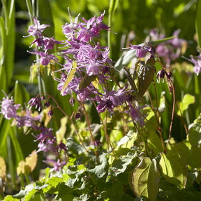 Epimedium à grandes fleurs Lilafee - Epimedium grandiflorum Lilafee - Willemse