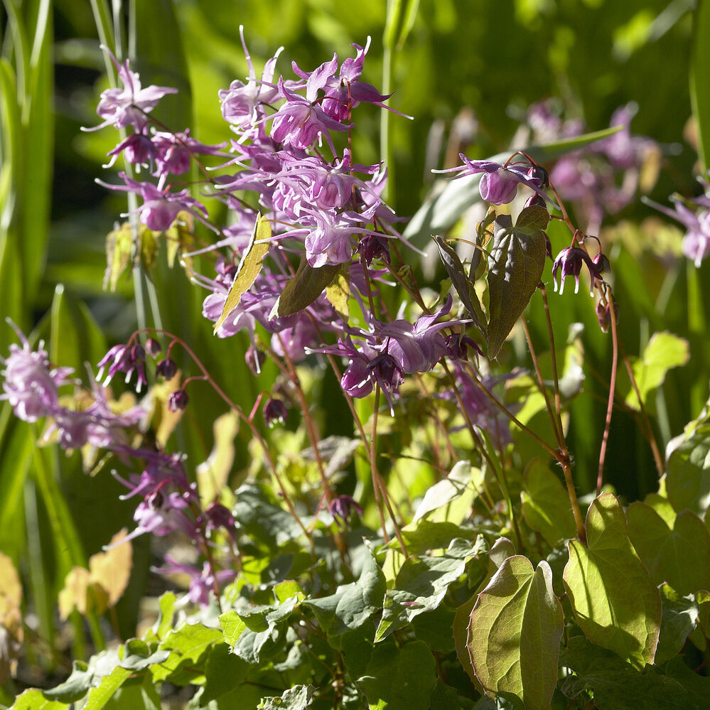 Fleurs des elfes à grandes fleurs Lilafee