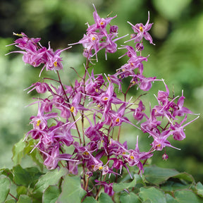 Epimedium grandiflorum Lilafee - Epimedium à grandes fleurs Lilafee - Épimède - Epimedium