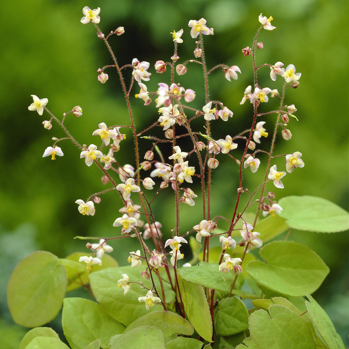 Fleur des Elfes pubigerum