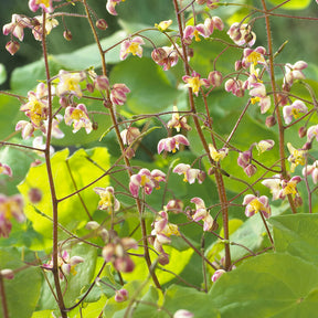 Epimedium pubigerum - Epimedium pubigerum - Willemse