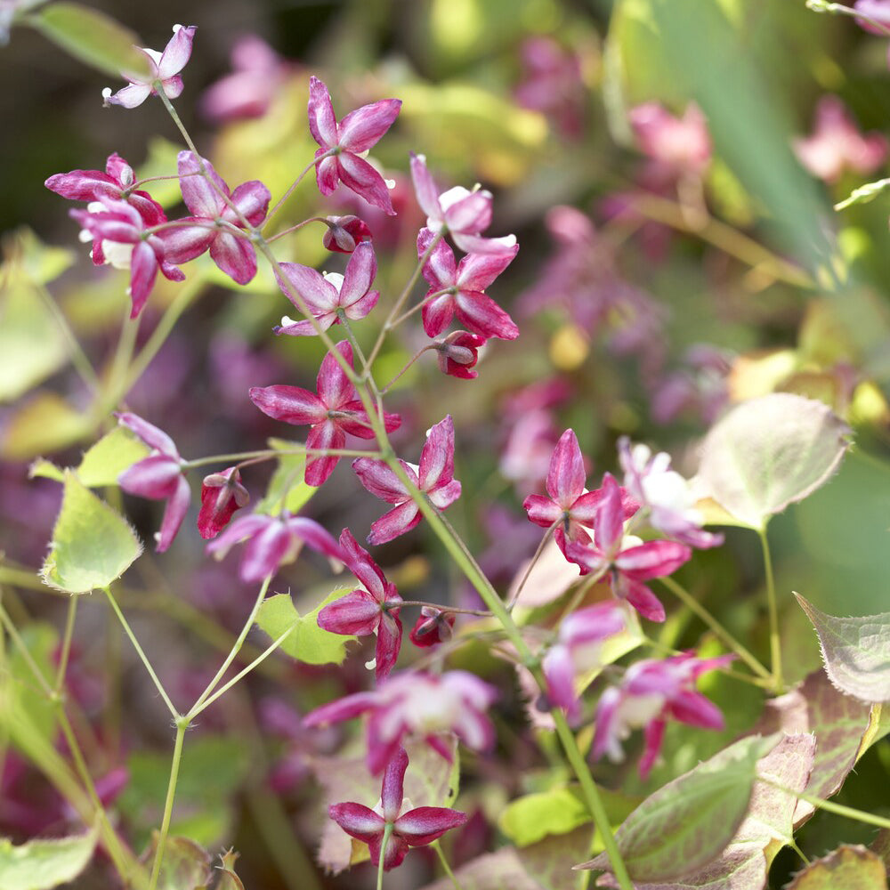 Fleur des elfes rouge