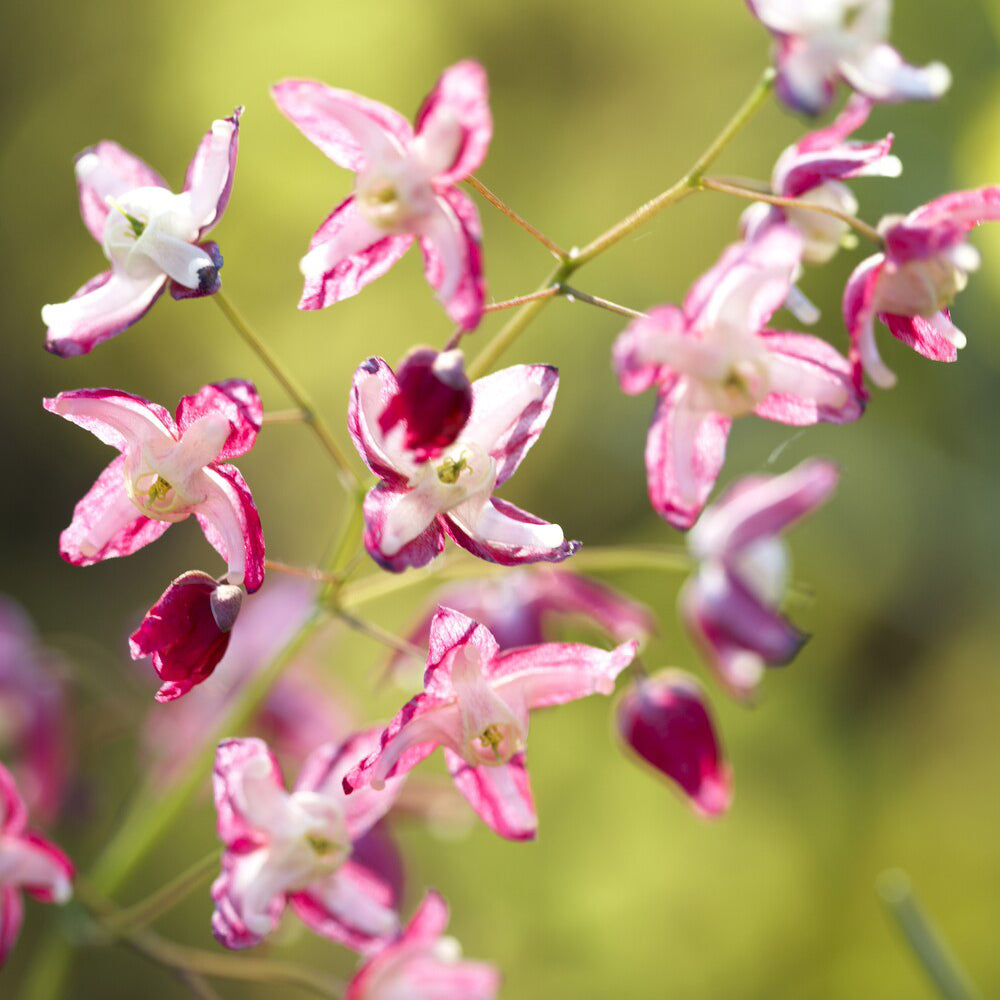 Fleur des elfes rouge