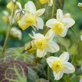 Epimedium Sulphureum - Willemse