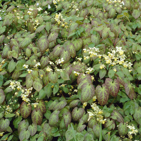 Epimedium Sulphureum - Epimedium versicolor Sulphureum - Willemse