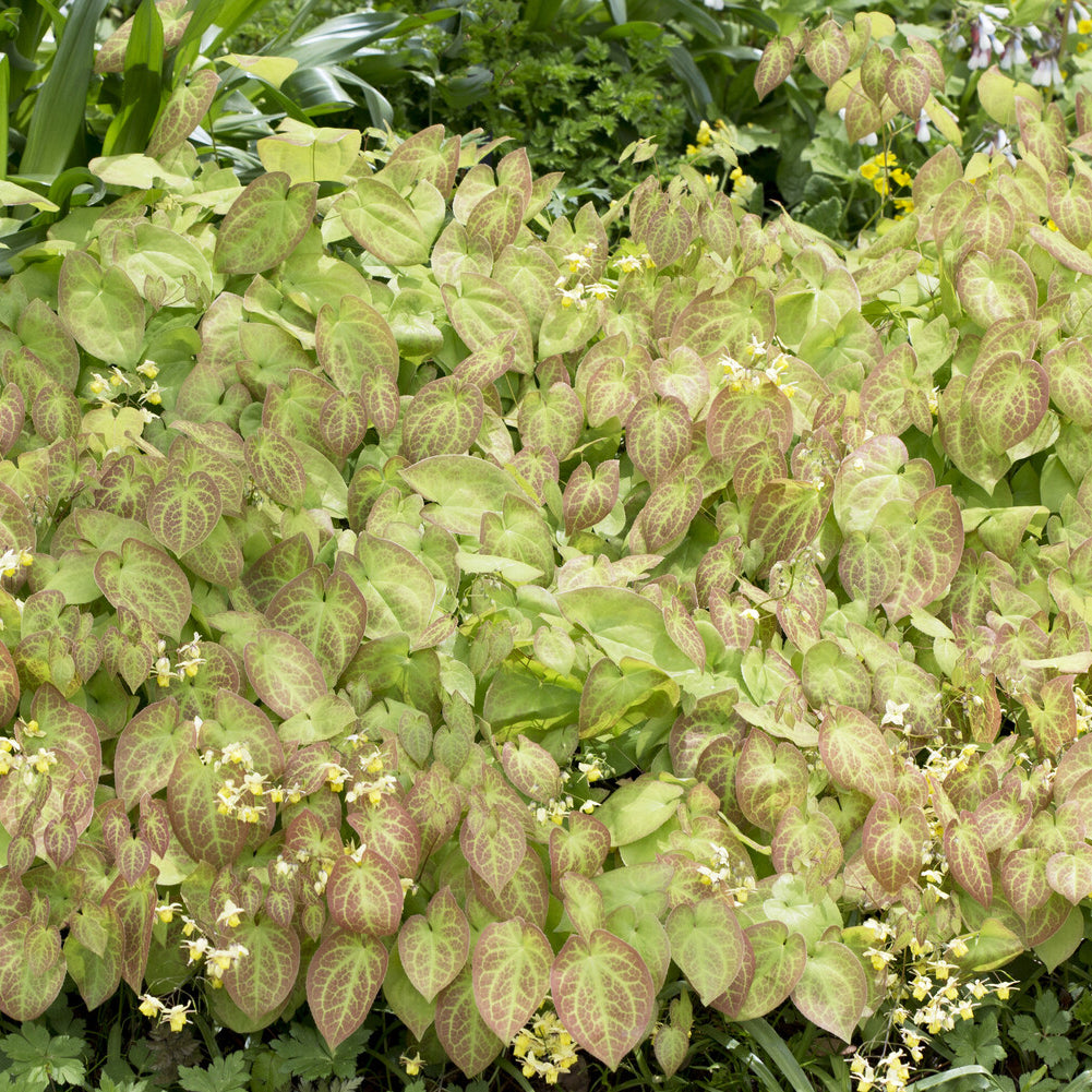 Épimède - Epimedium - Epimedium Sulphureum - Epimedium versicolor Sulphureum